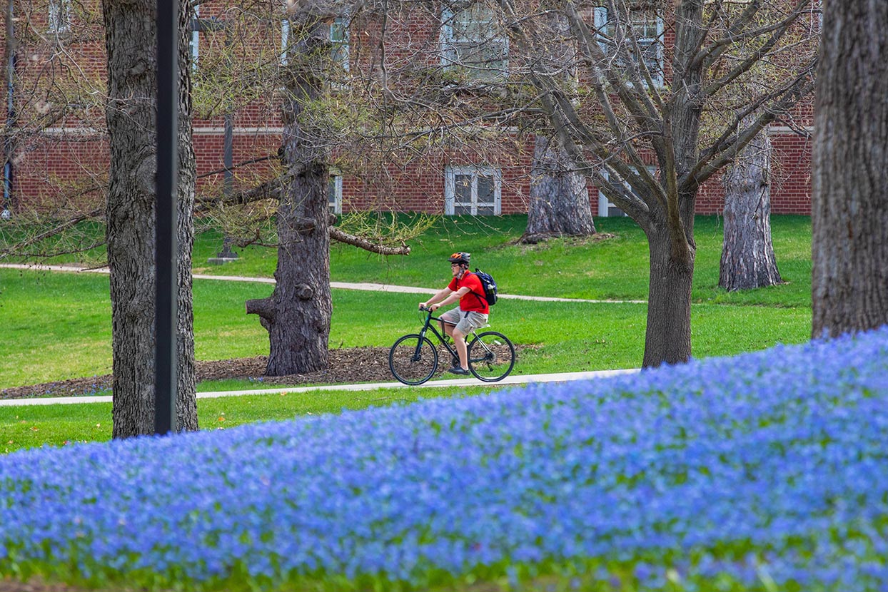 A biker travels on campus with a hillside of blue flowers in the foreground.